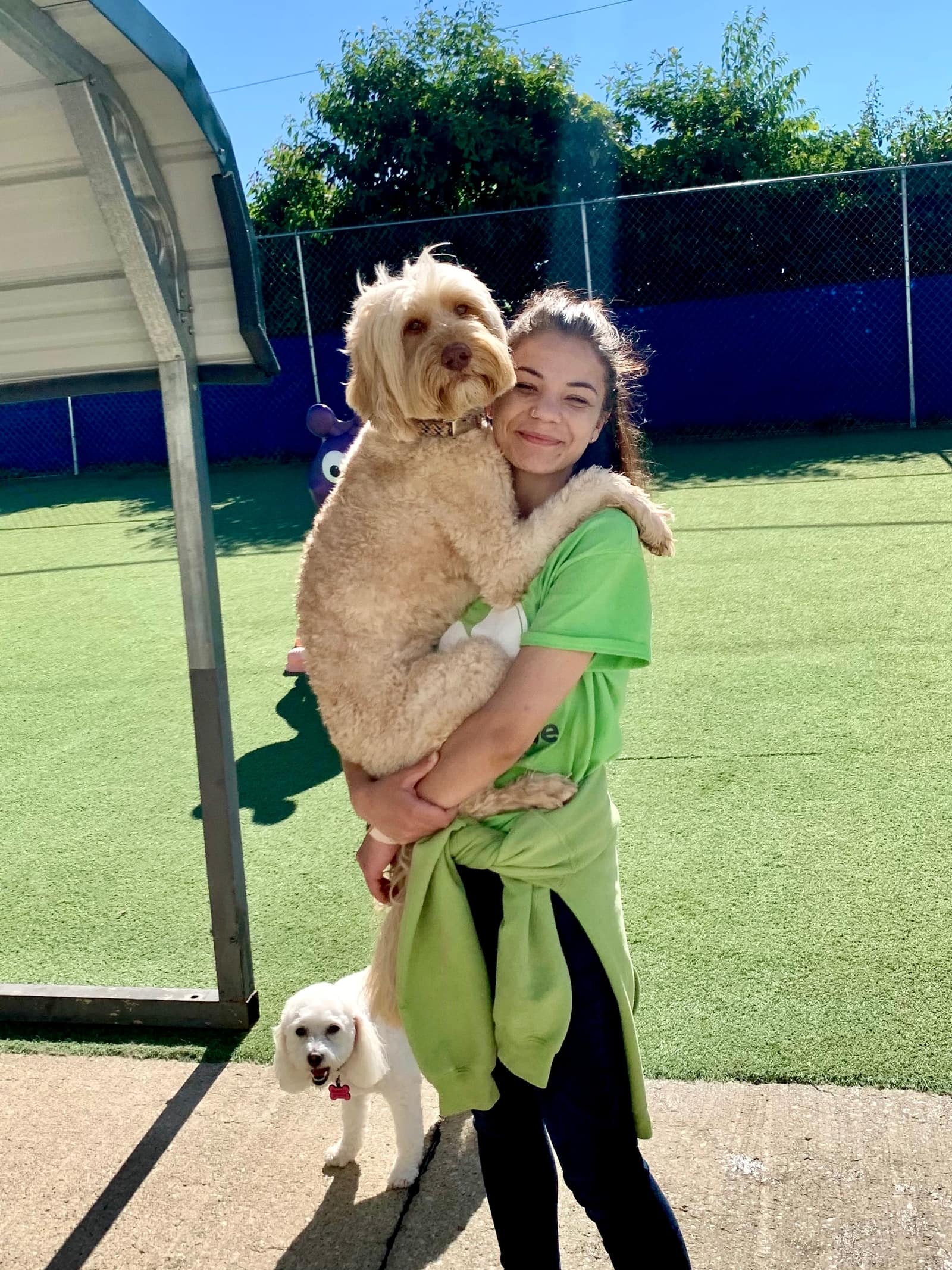 The Dog House Careers Cage Free Dog Boarding Bloomington IN Dog